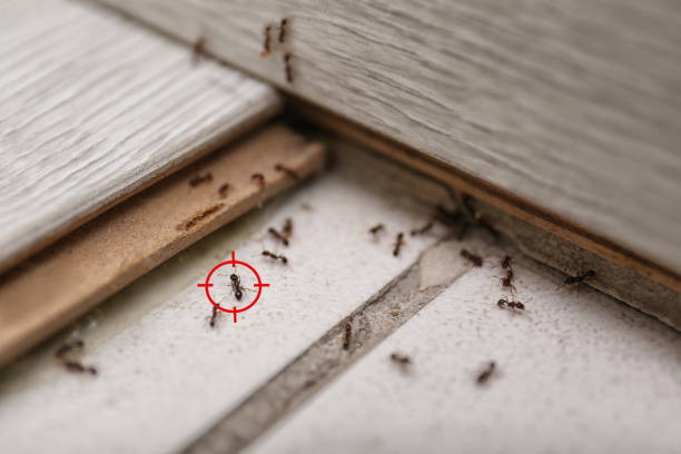 Best Best Pest Control Companies  in New Vienna, OH